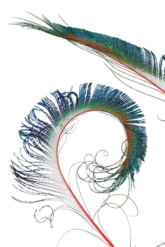 Blue Peacock feathers with a red vein on a white background ©Zucker Feather Products