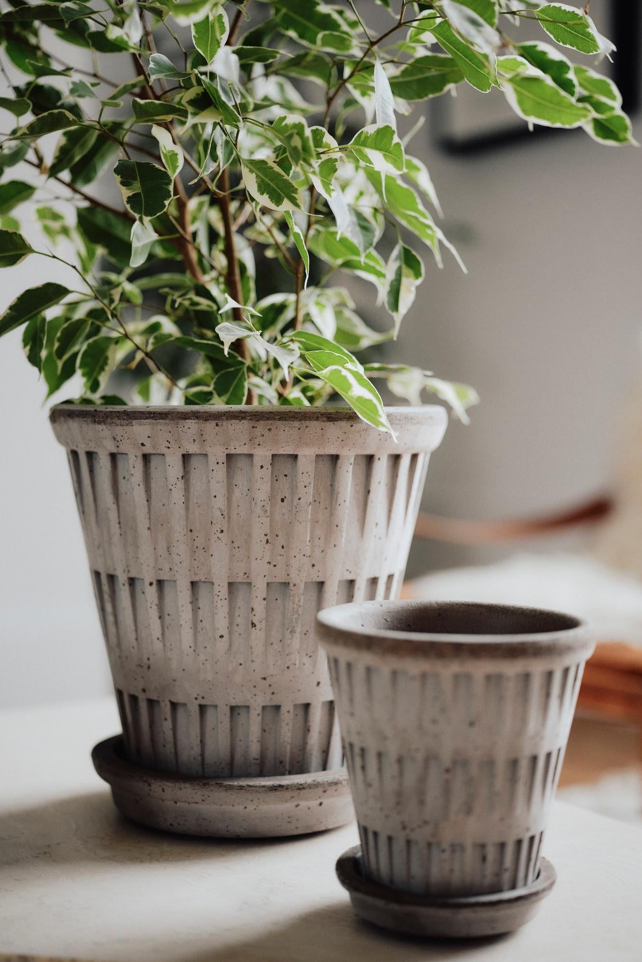 Potted plant and one empty  in gray Pantheon pots on a surface with a blurred background ©Bergs Potter