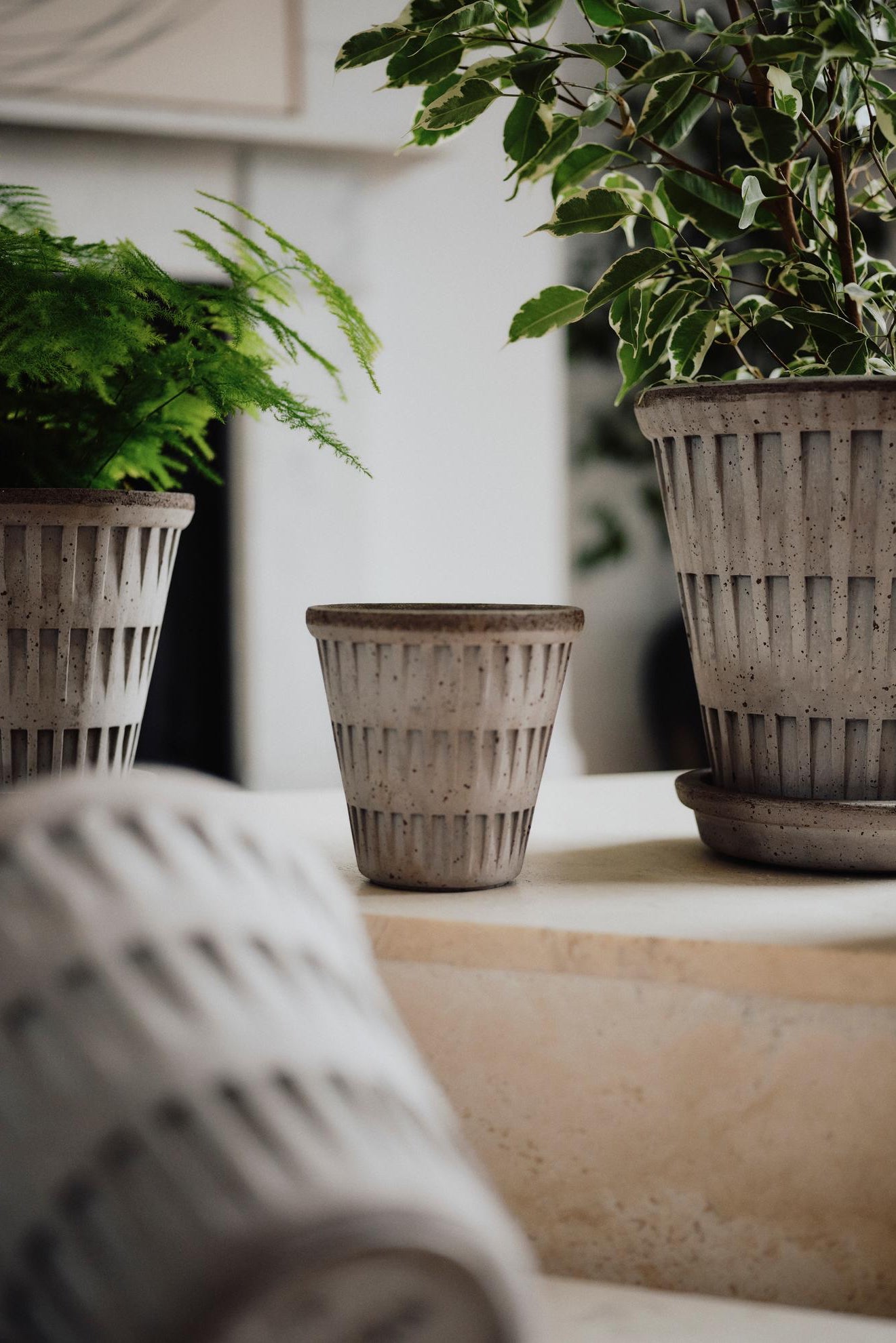 potted plants and one empty Pantheon pot on a surface with a blurred newspaper in the foreground. ©Bergs Potter