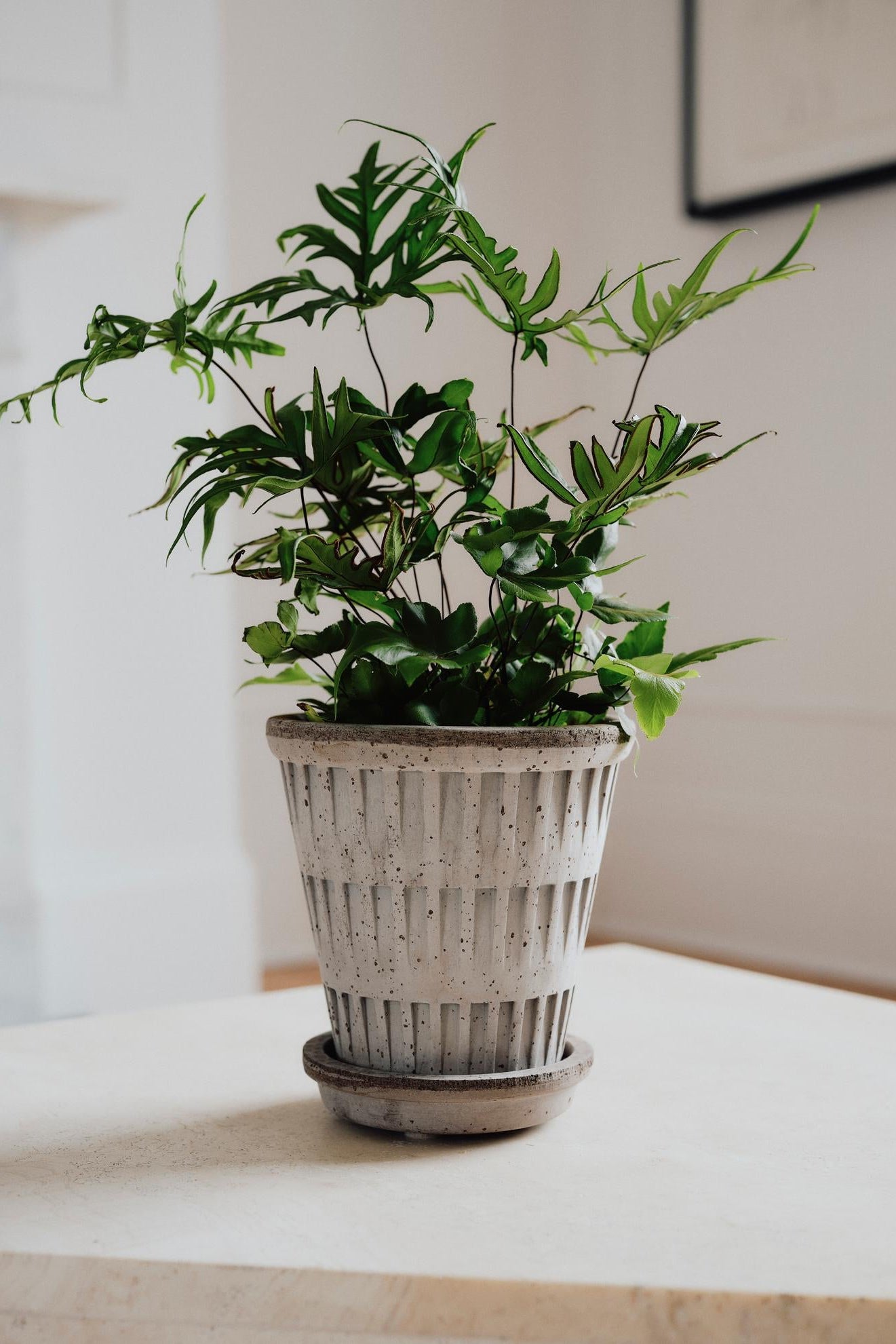 Pantheon Pot & Saucer Grey 8.3” at SPROUT HOME