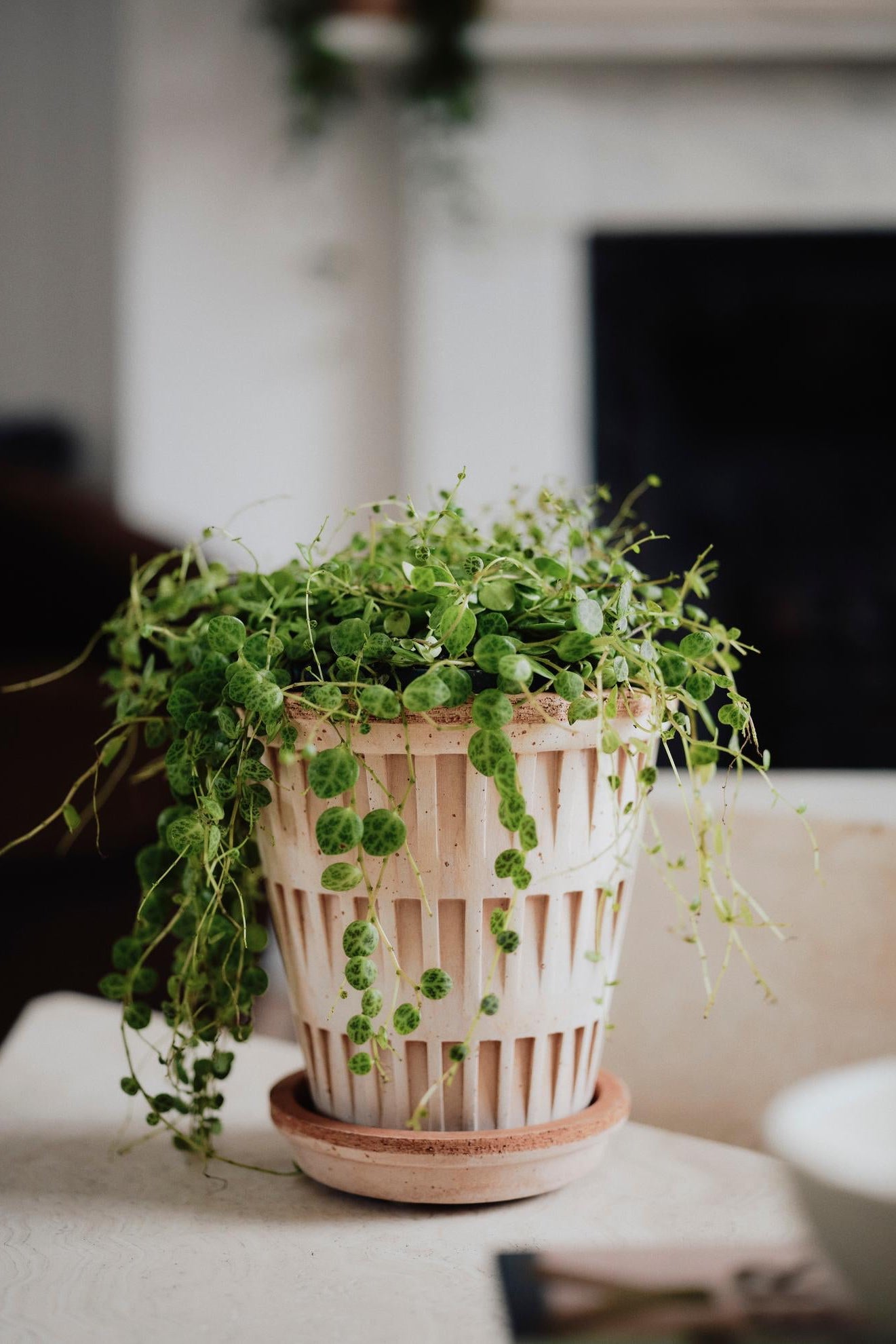 Pantheon Raw pot potted with string of turtles in a lived in room ©Bergs Potter 
