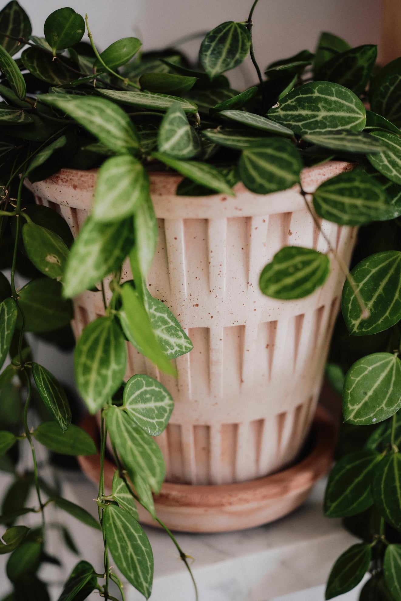 A Raw Pantheon Pot with a hanging plant inside ©Bergs Potter 
