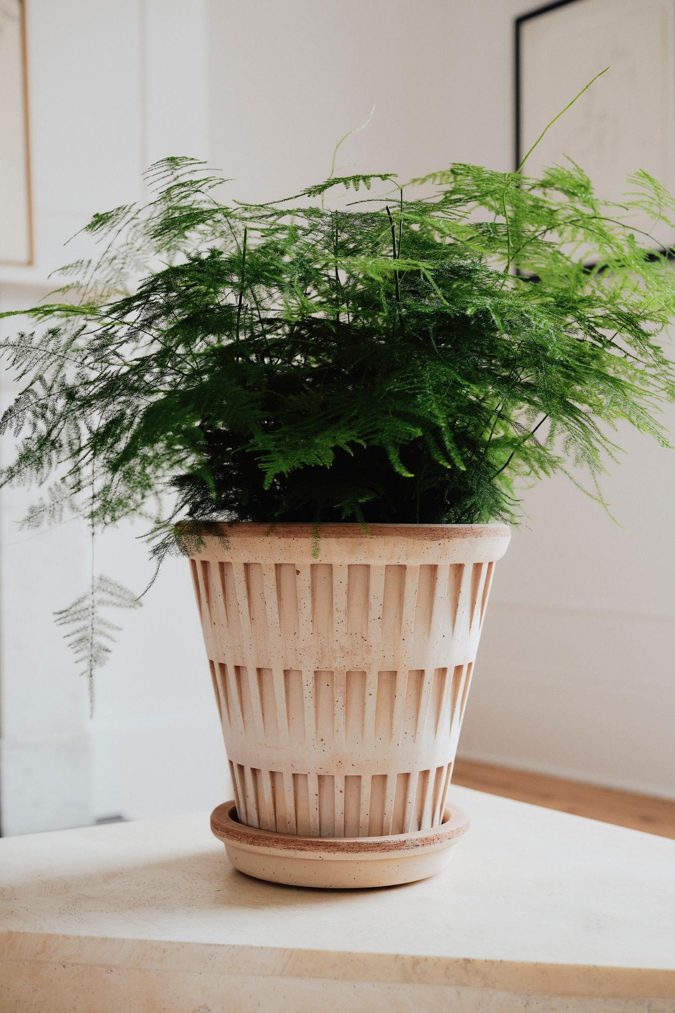 An asparagus fern potted in a Pantheon raw planter in a modern well lit room ©Bergs Potter 