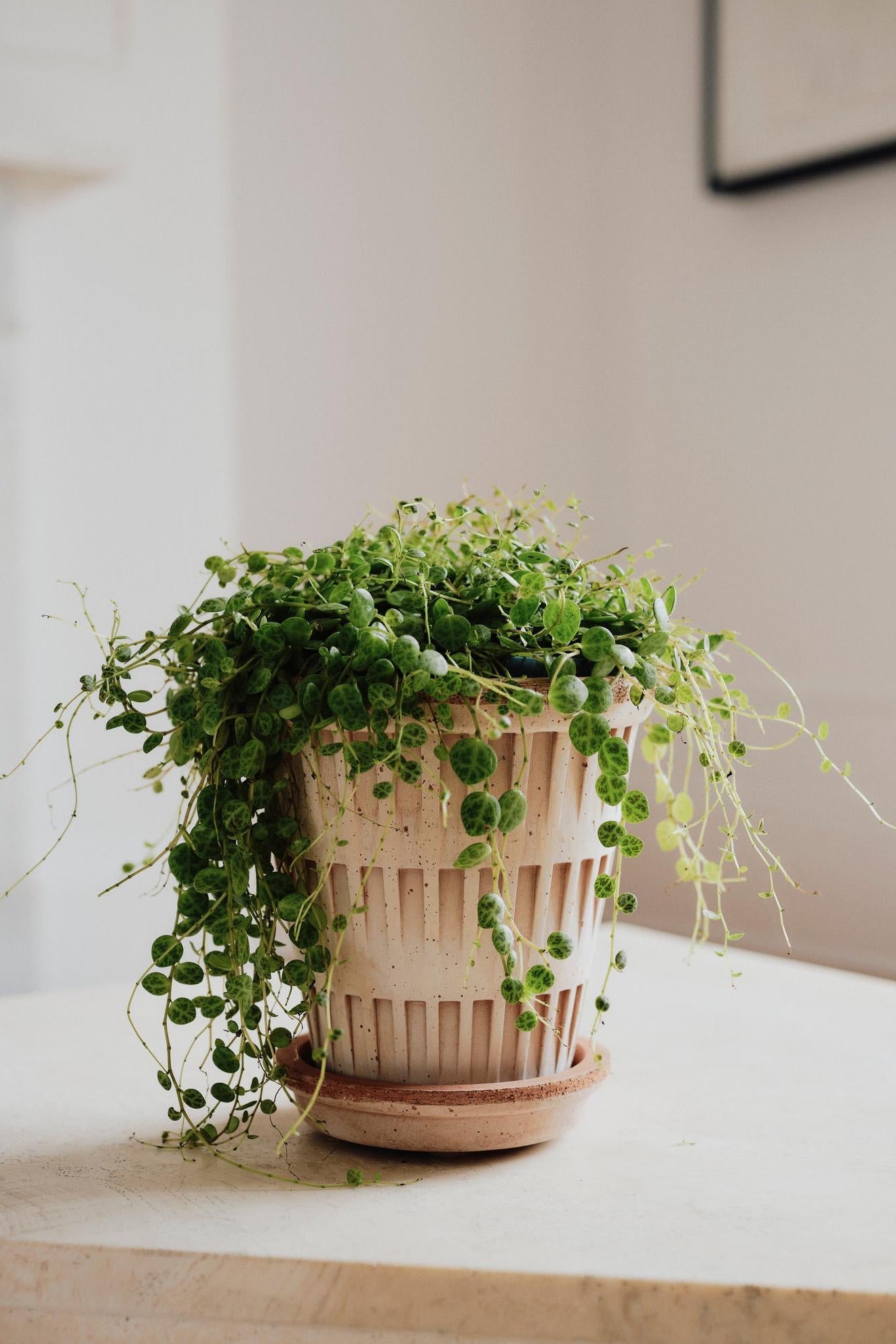 Potted plant in a raw Pantheon planter on a wooden surface with a neutral background ©Bergs Potter