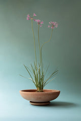 A bergs raw Ada bowl with a chive plant inside and centered on a blue green background