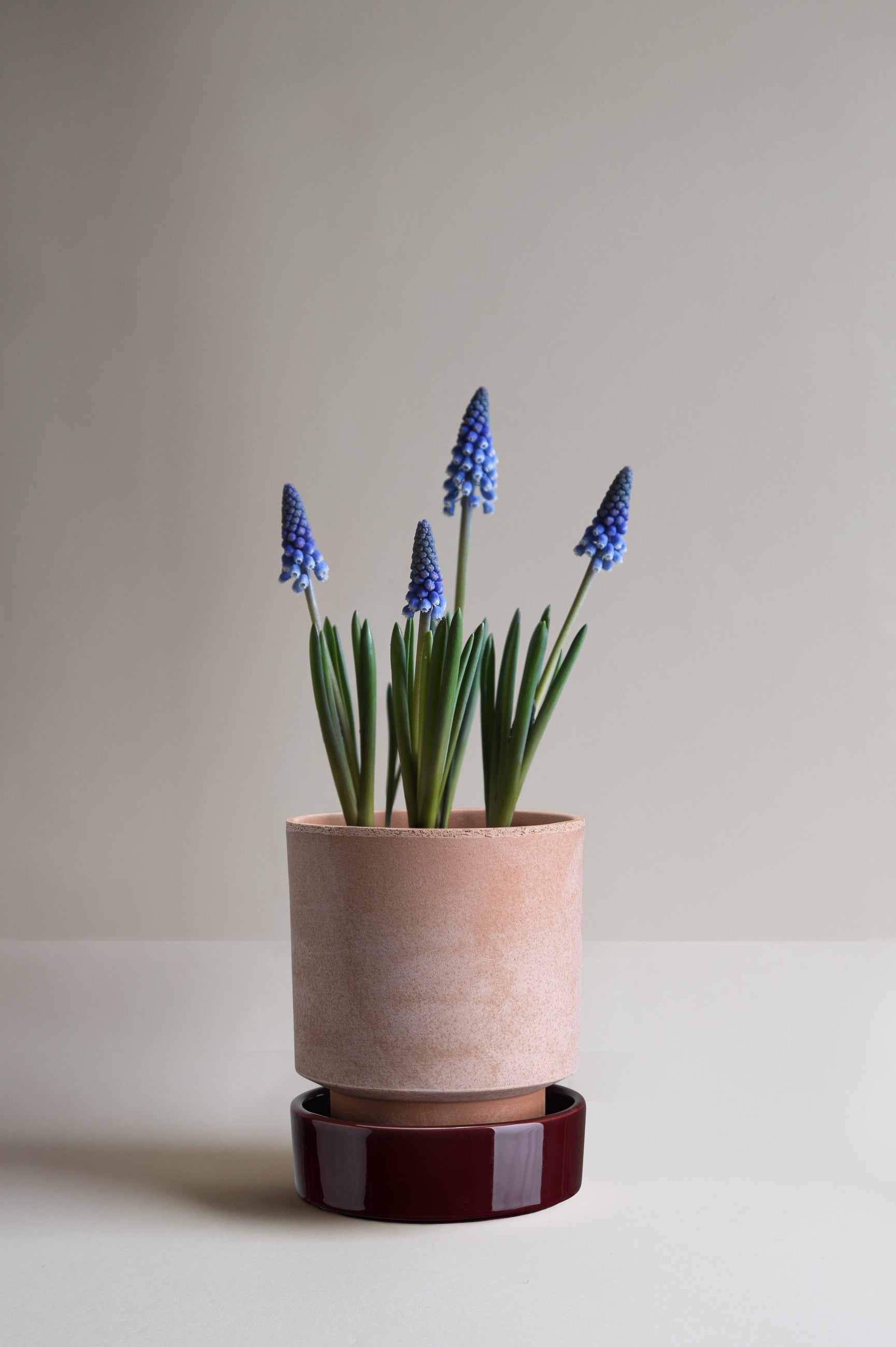 A Bergs Potter Rosa Hoff Pot with Burgundy saucer potted with Mascari ©Bergs Potter