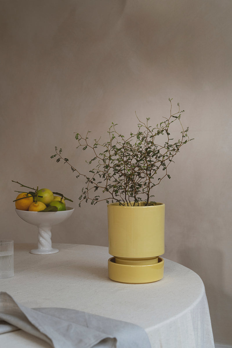 Yellow glazed Hoff Pot by Bergs Potter with a plant inside and in a lifestyle shot on a table with a white tablecloth and fruit bowl