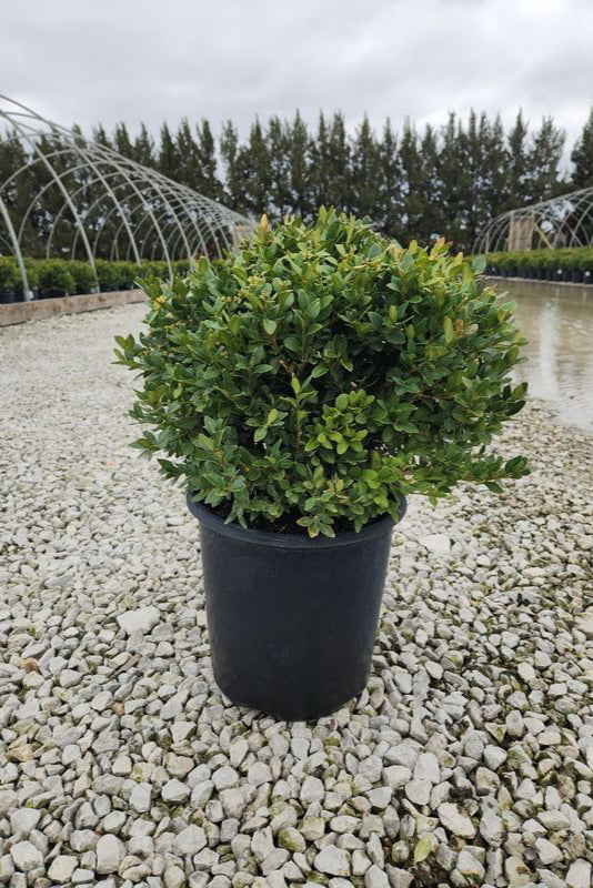 Buxus 'Green Velvet' in its #2 growers pot at the nursery ©Bailey Nurseries