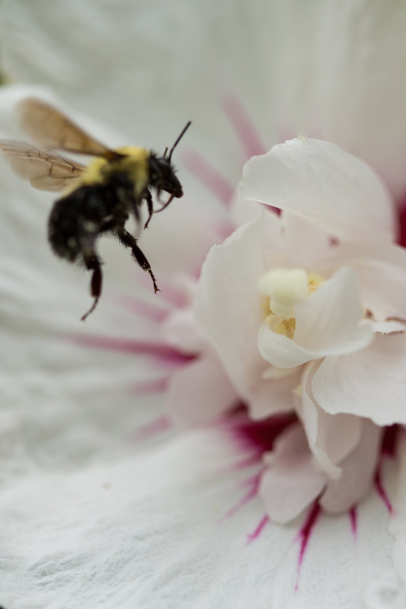 Hibiscus 'Bali' large flower open with a bee ©Bailey Nurseries