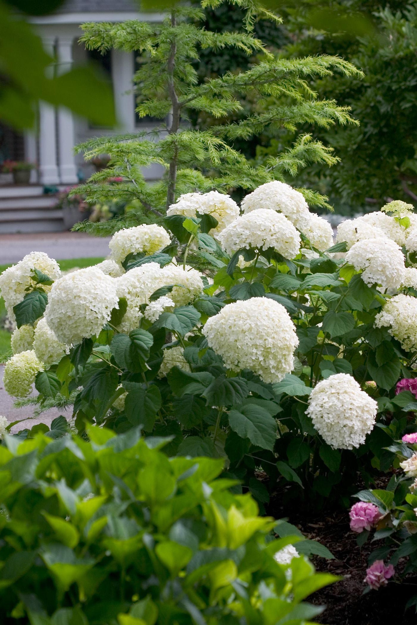 Hydrangea 'Incredibal' in a mature size, planted in the landscape and blooming ©Bailey Nurseries