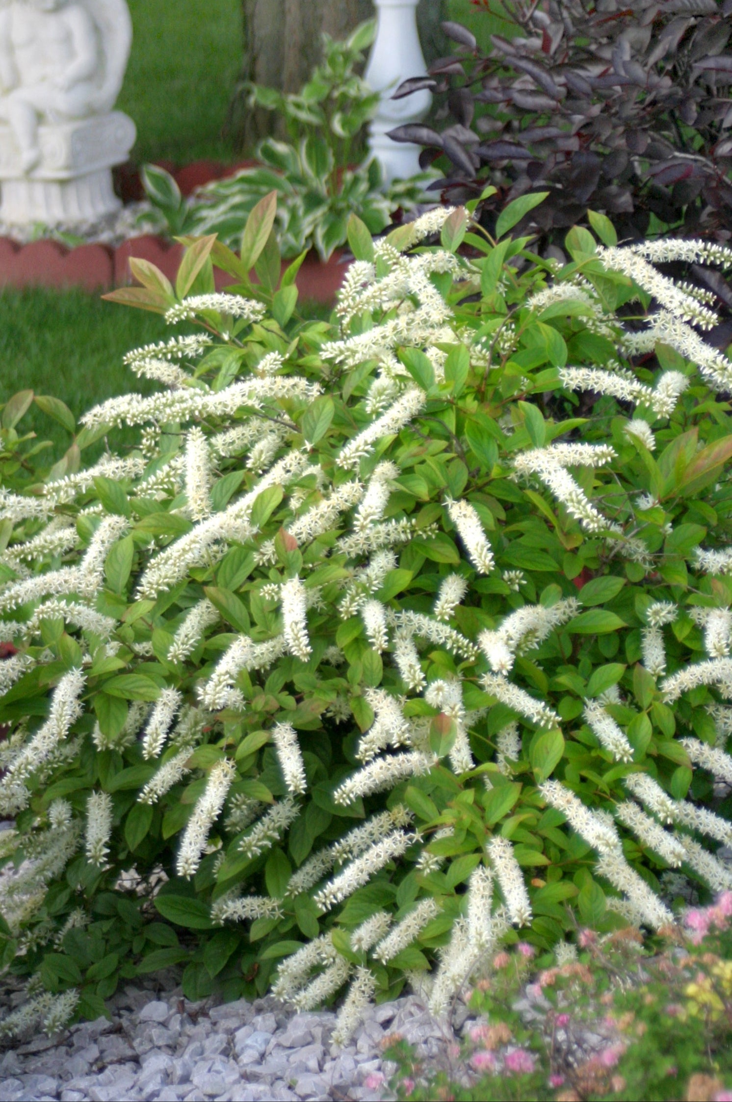 Itea 'Littlle Henry' mature shrub in bloom in the landscape ©Bailey Nurseries