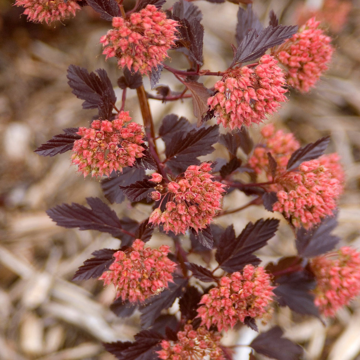 Physocarpus o. 'Summer Wine' #5 at SPROUT HOME
