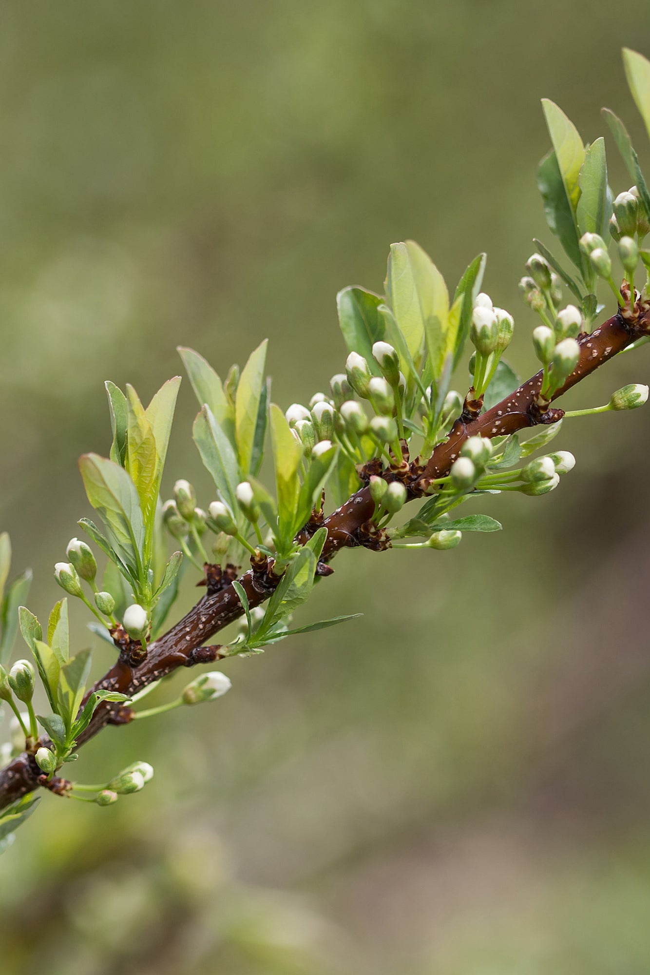 Prunus 'Jade Parade' in bud form looking closely at a branch ©Bailey Nurseries