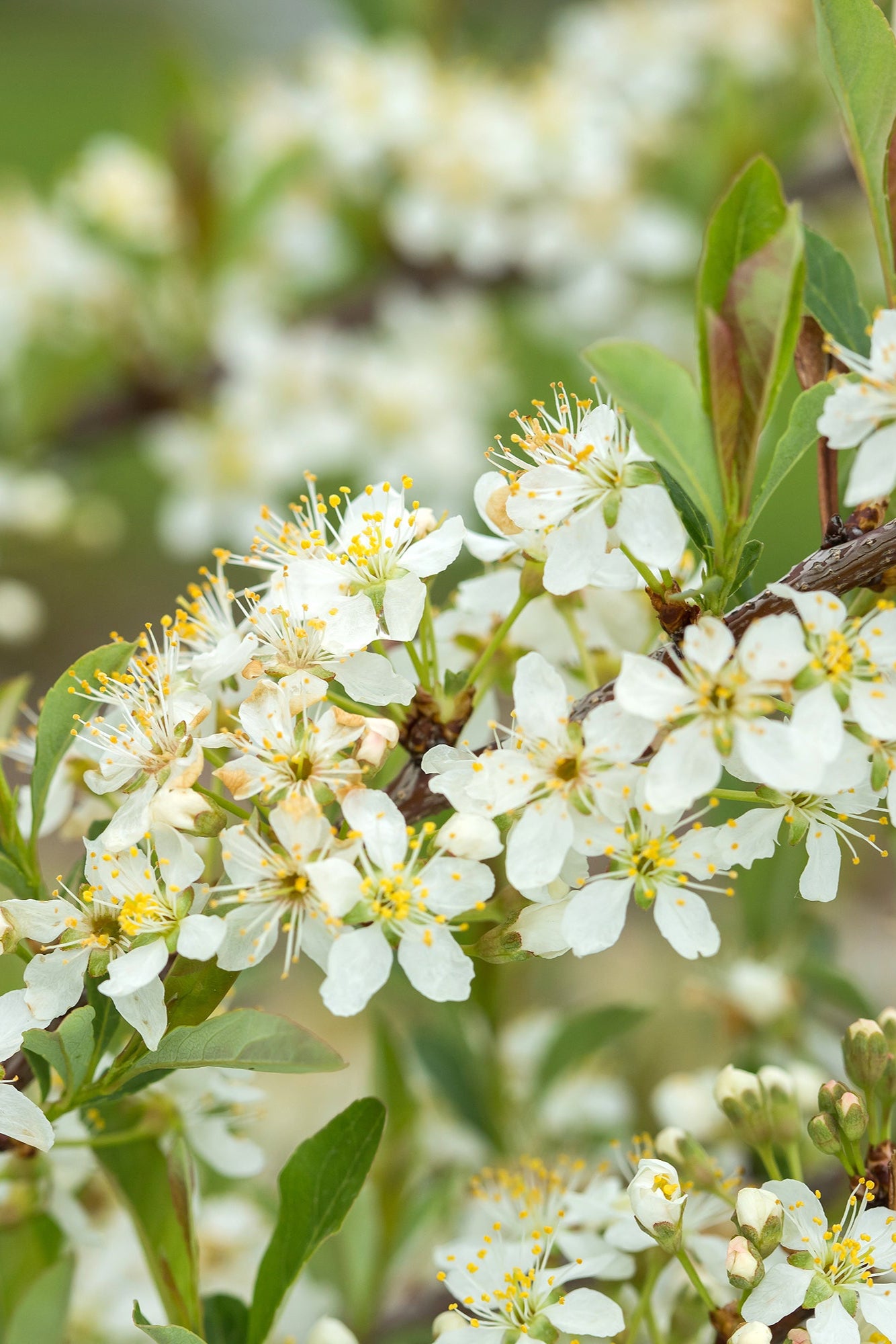 Prunus 'Jade Parade' flowering viewed up close with its white flowers ©Bailey Nurseries