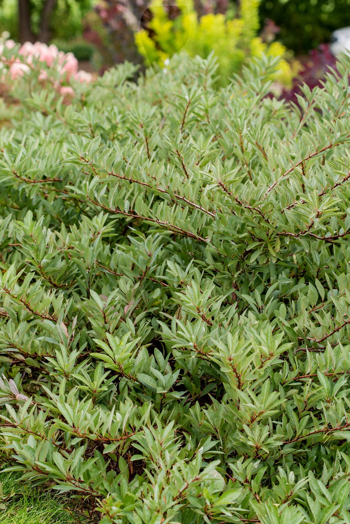 Prunus 'Jade Parade' at a mature size, planted in the landscape ©Bailey Nurseries