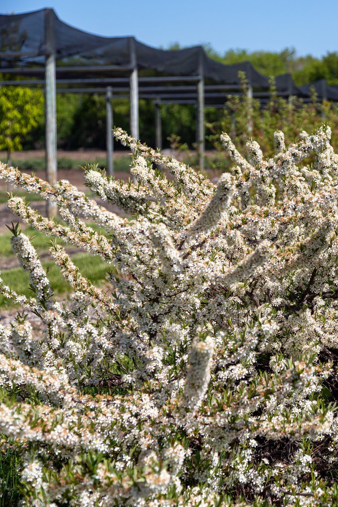 Prunus 'Jade Parade' at a mature size, planted  in mass and blooming in the landscape ©Bailey Nurseries
