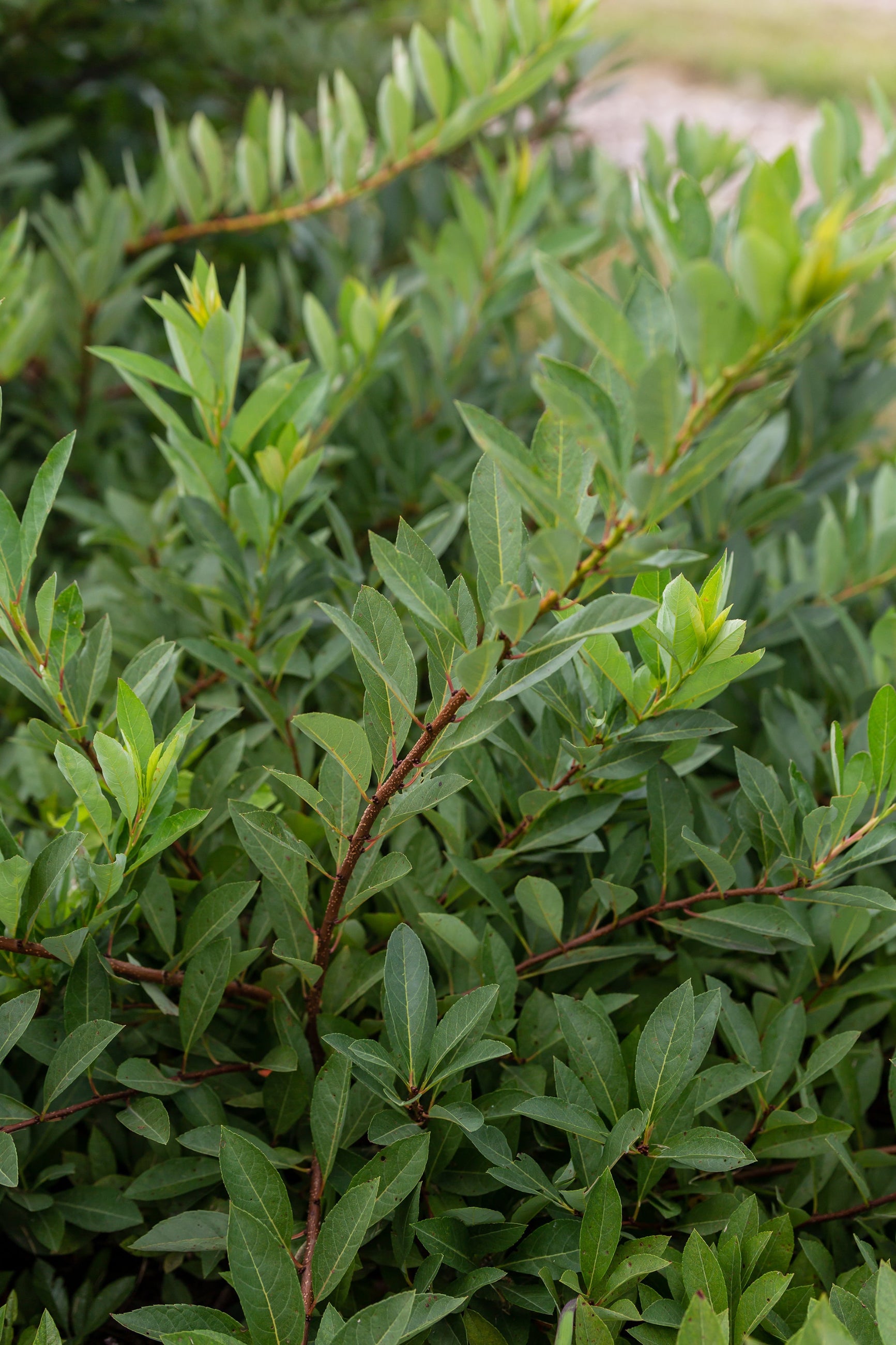 Prunus 'Jade Parade' at a mature size, planted in the landscape ©Bailey Nurseries
