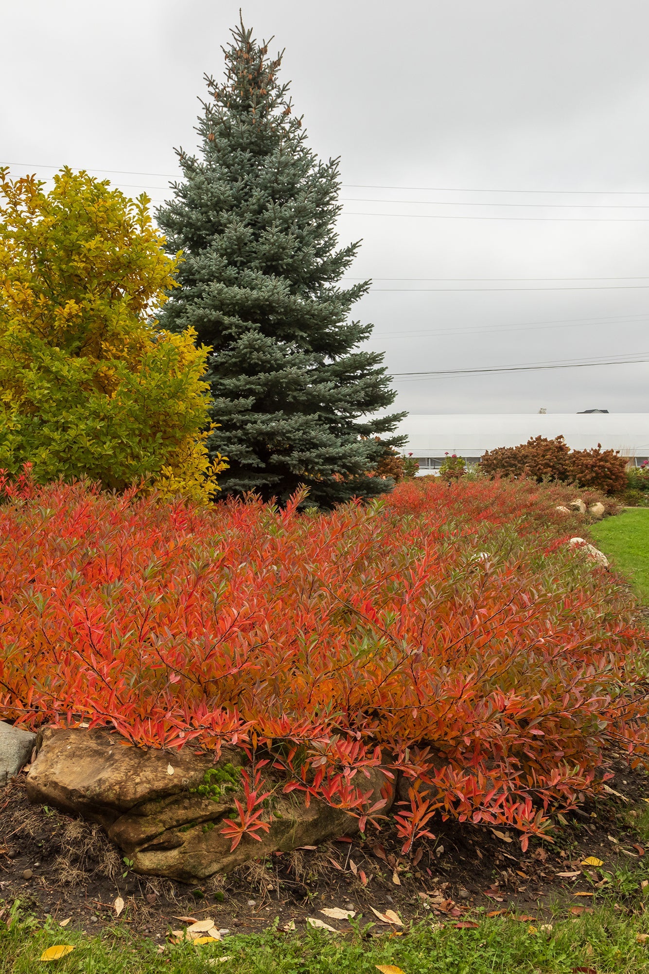 Prunus 'Jade Parade' at a mature size, planted in mass, in the landscape exhibiting red leaves ©Bailey Nurseries