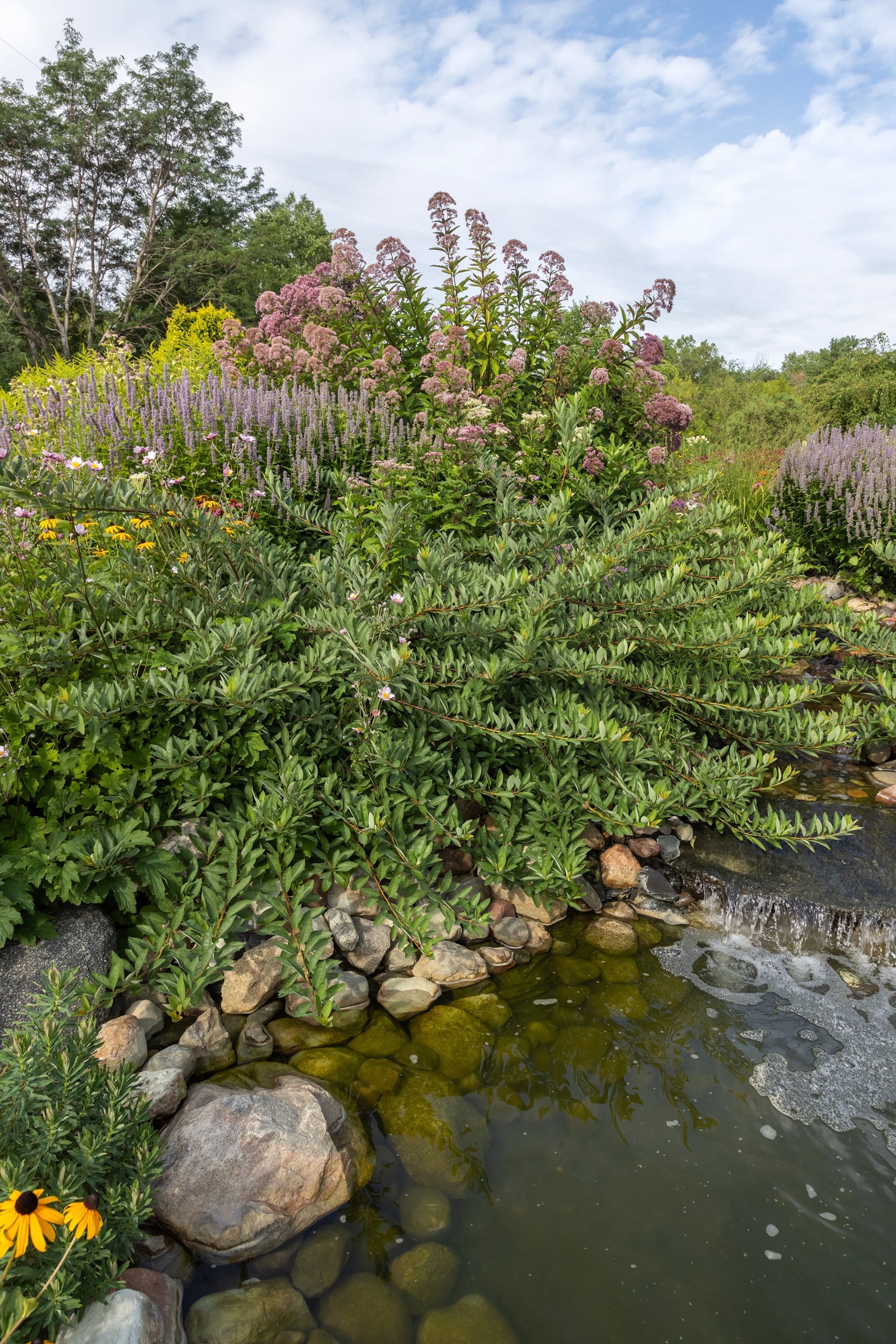 Prunus 'Jade Parade' at a mature size, planted in the landscape by a pond ©Bailey Nurseries