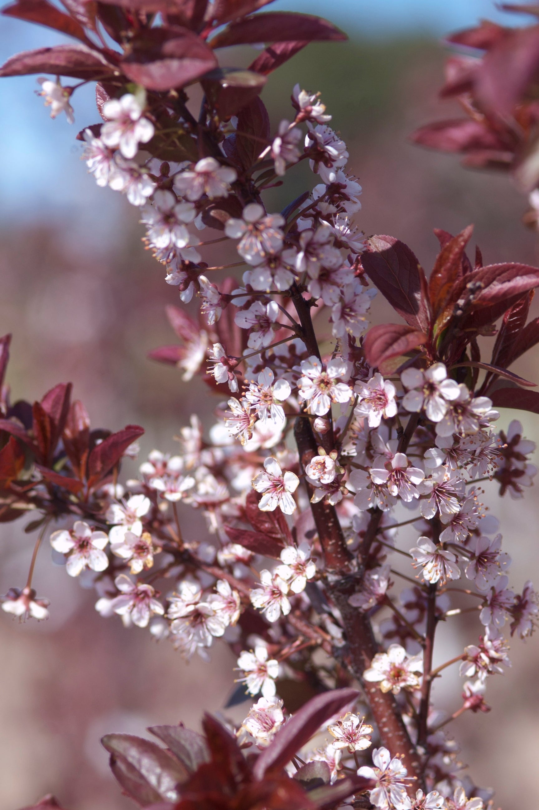 Prunus 'Newport' plum in bloom and up close ©Bailey Nurseries
