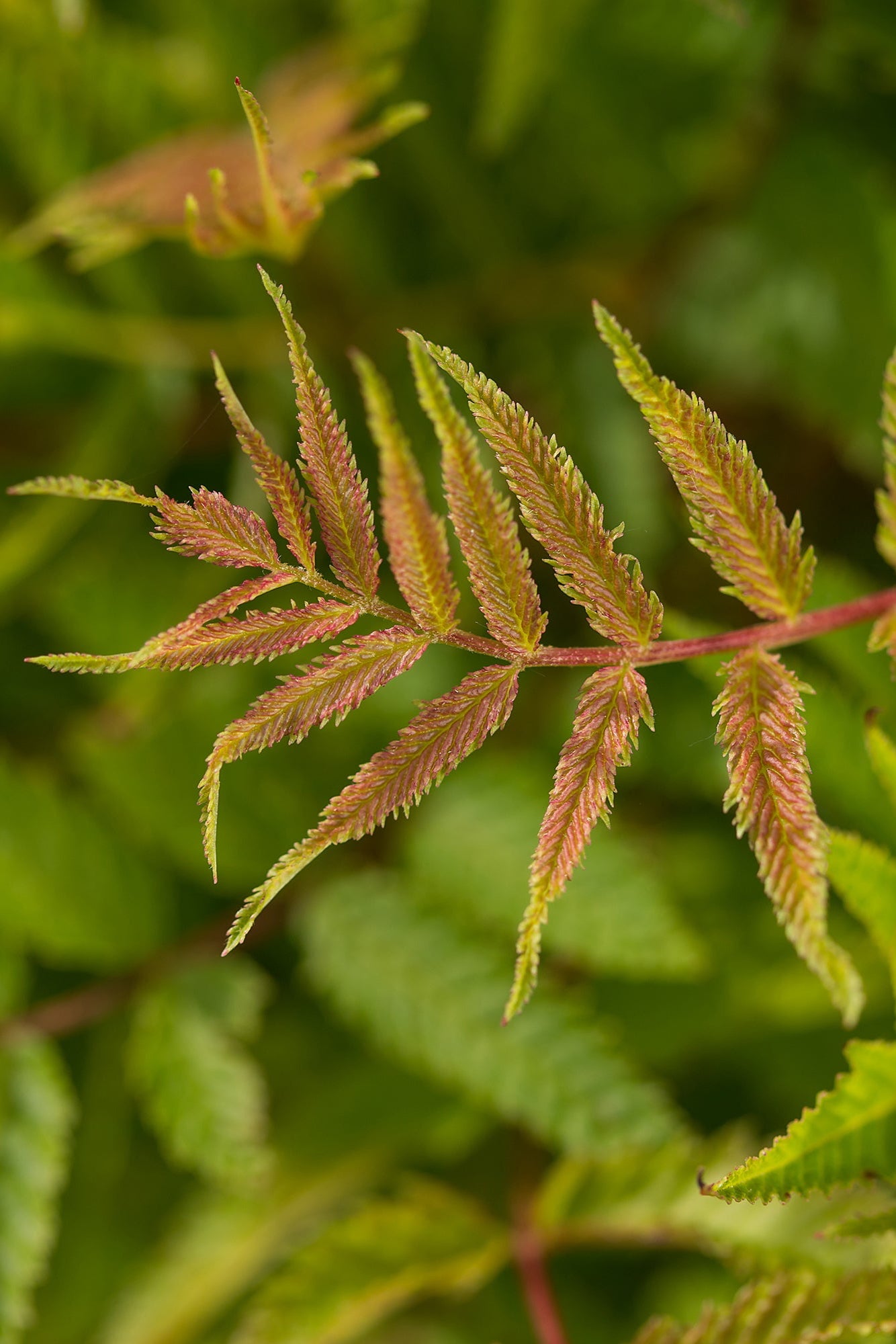 Sorbaria 'Matcha Ball' jagged colorful leaves up close ©Bailey Nurseries