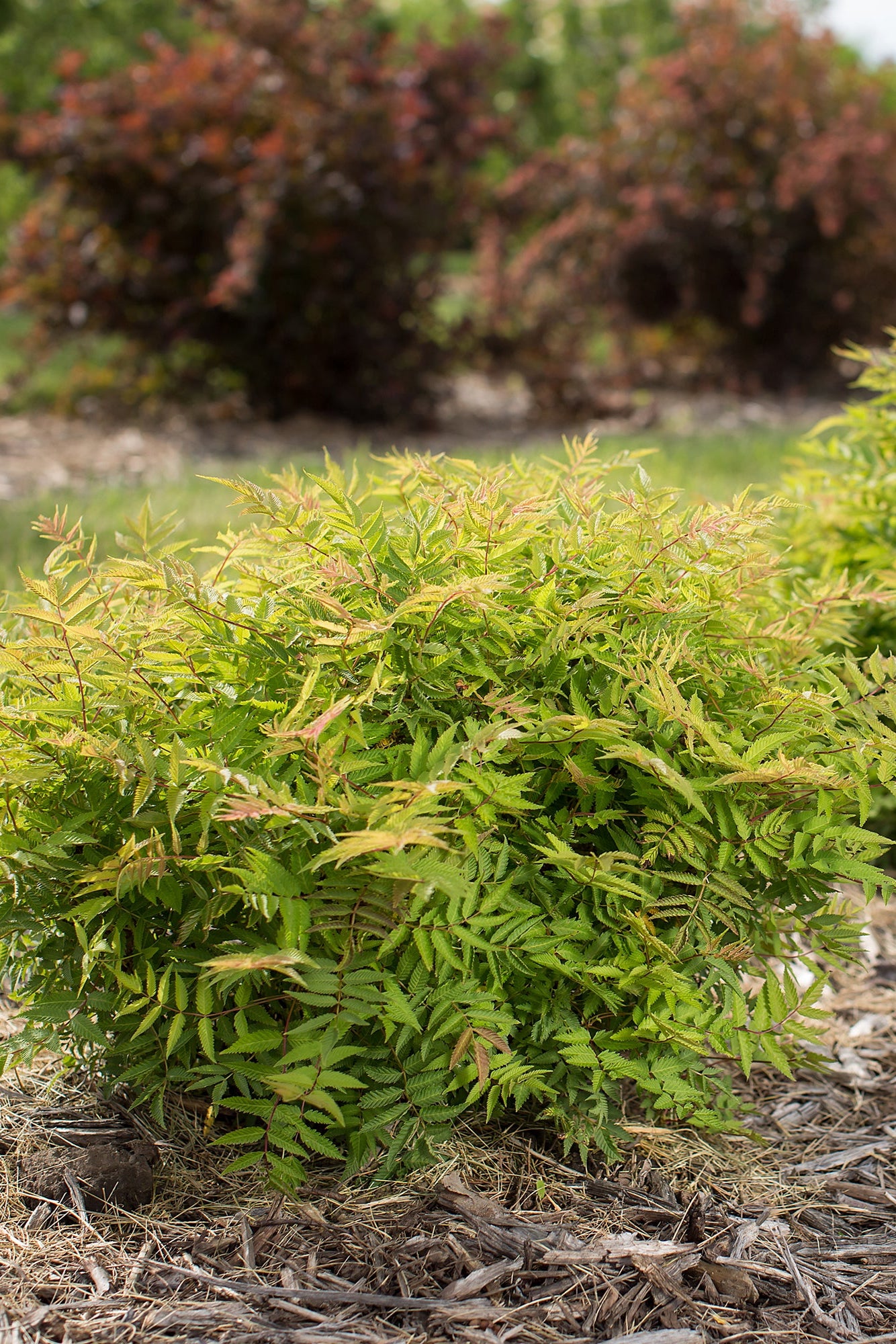 Sorbaria 'Matcha Ball' planted in the landscape ©Bailey Nurseries