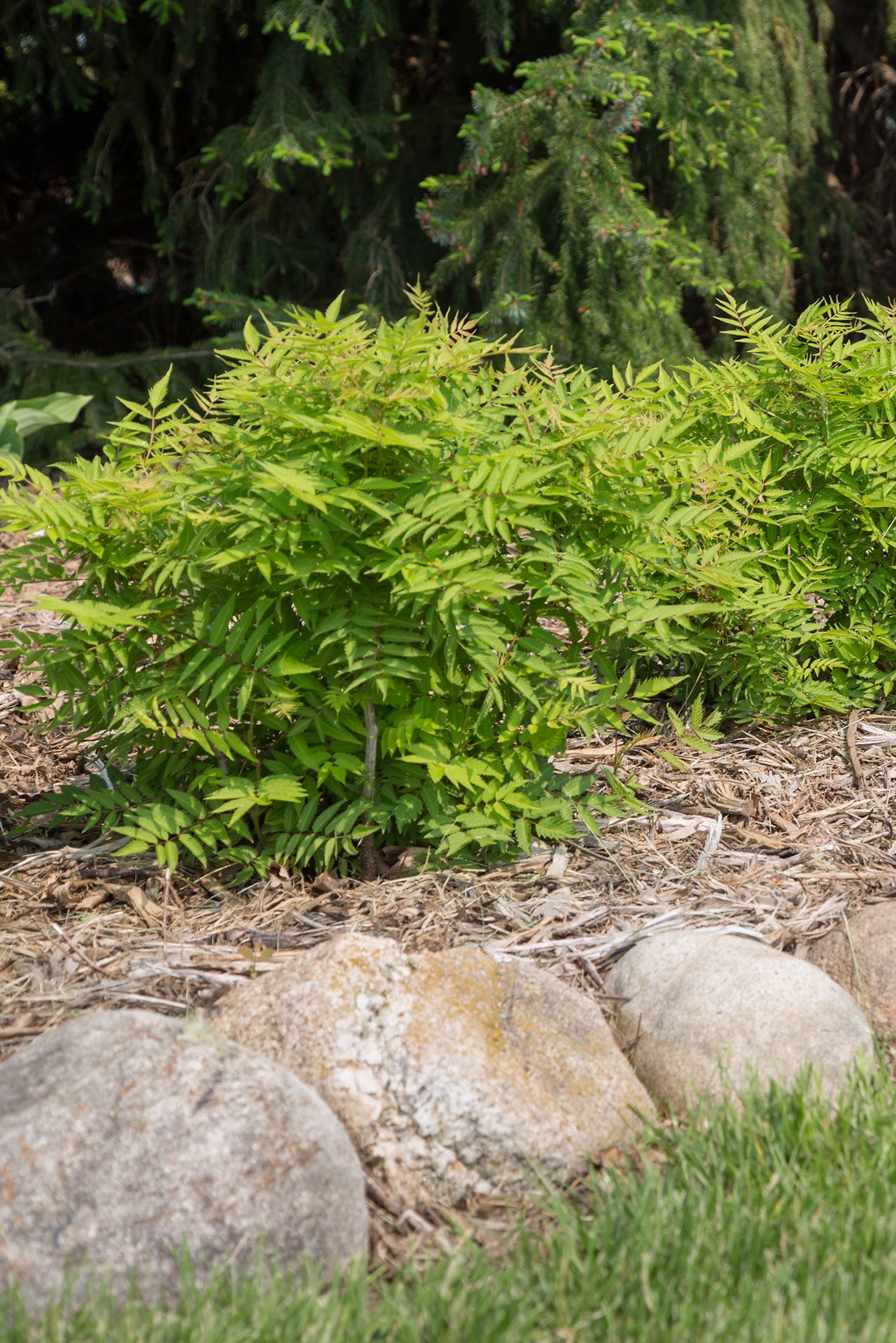 Sorbaria 'Matcha Ball' planted in the landscape ©Bailey Nurseries