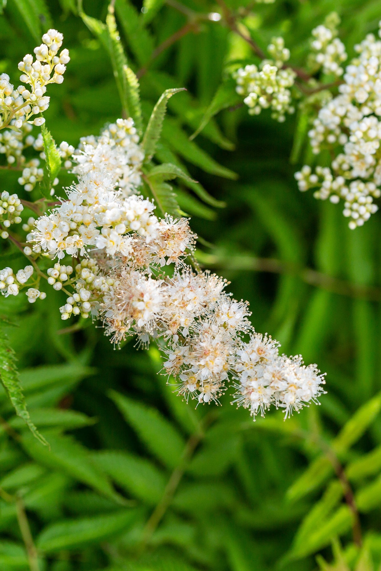 Sorbaria 'Matcha Ball' white flower up close ©Bailey Nurseries