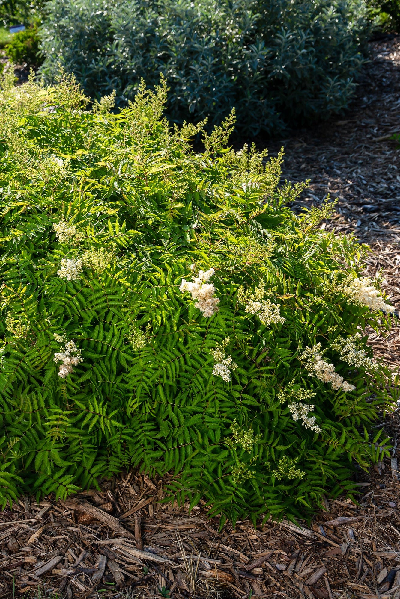Sorbaria 'Matcha Ball' planted in the landscape and blooming ©Bailey Nurseries