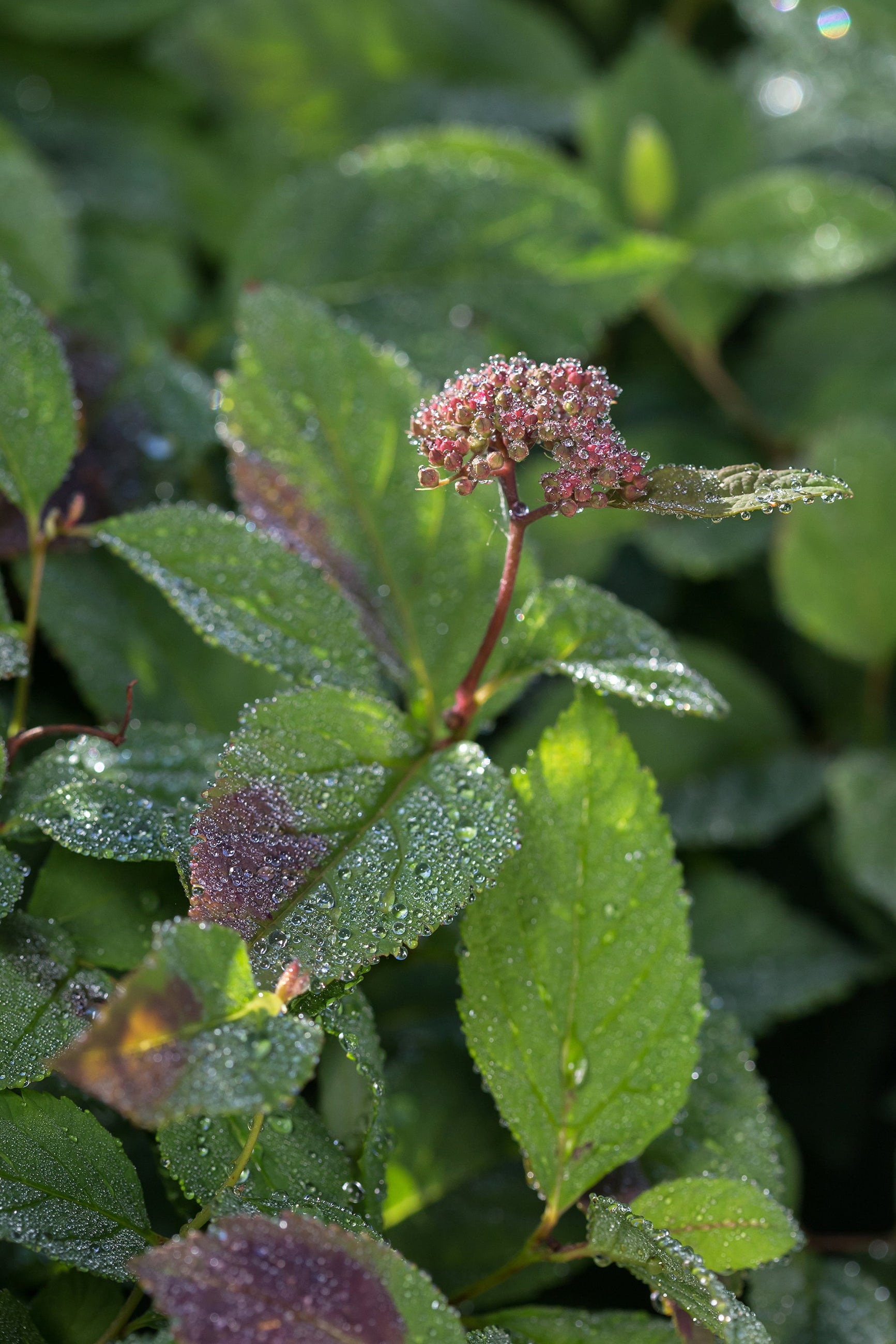 Spiraea 'Spot On' flower bud up close ©Bailey Nurseries