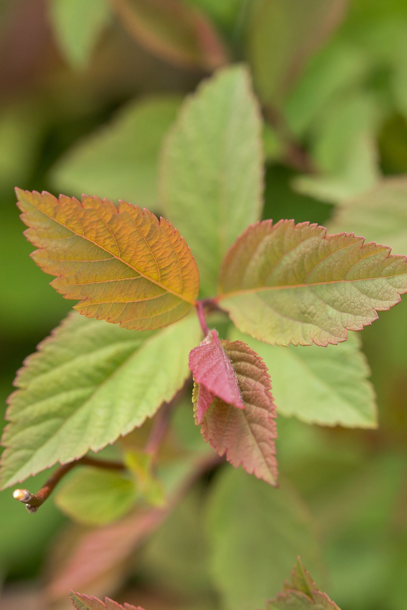 Spiraea 'Spot On' colorful leaves up close ©Bailey Nurseries