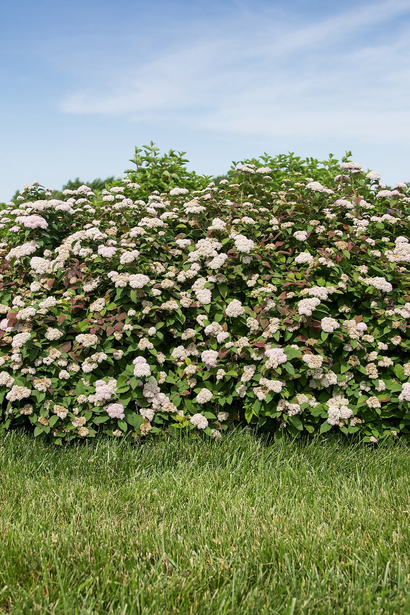 Spiraea 'Spot On' Mature shrub blooming in the landscape ©Bailey Nurseries