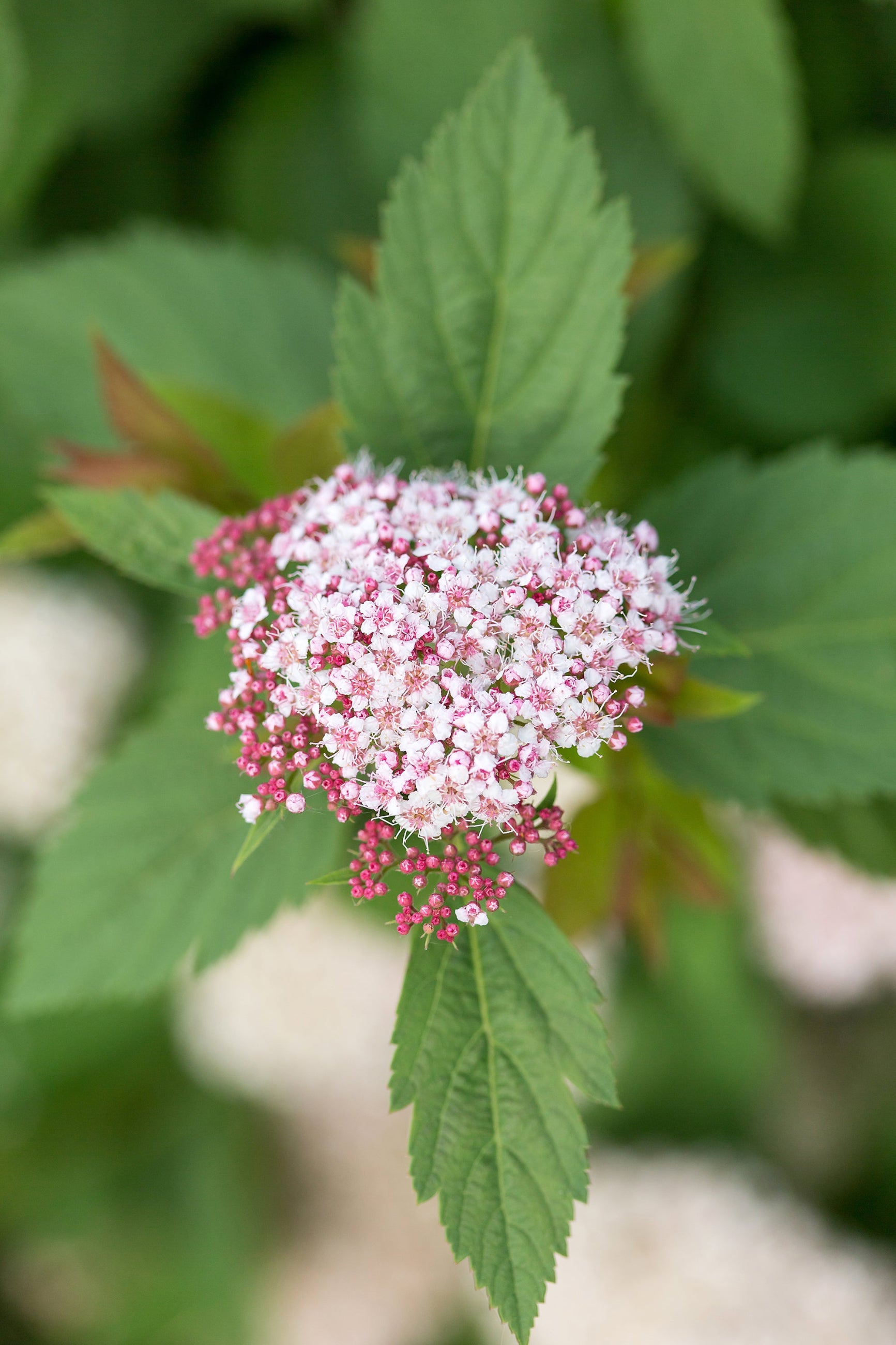 Spiraea 'Spot On' flowers up close ©Bailey Nurseries