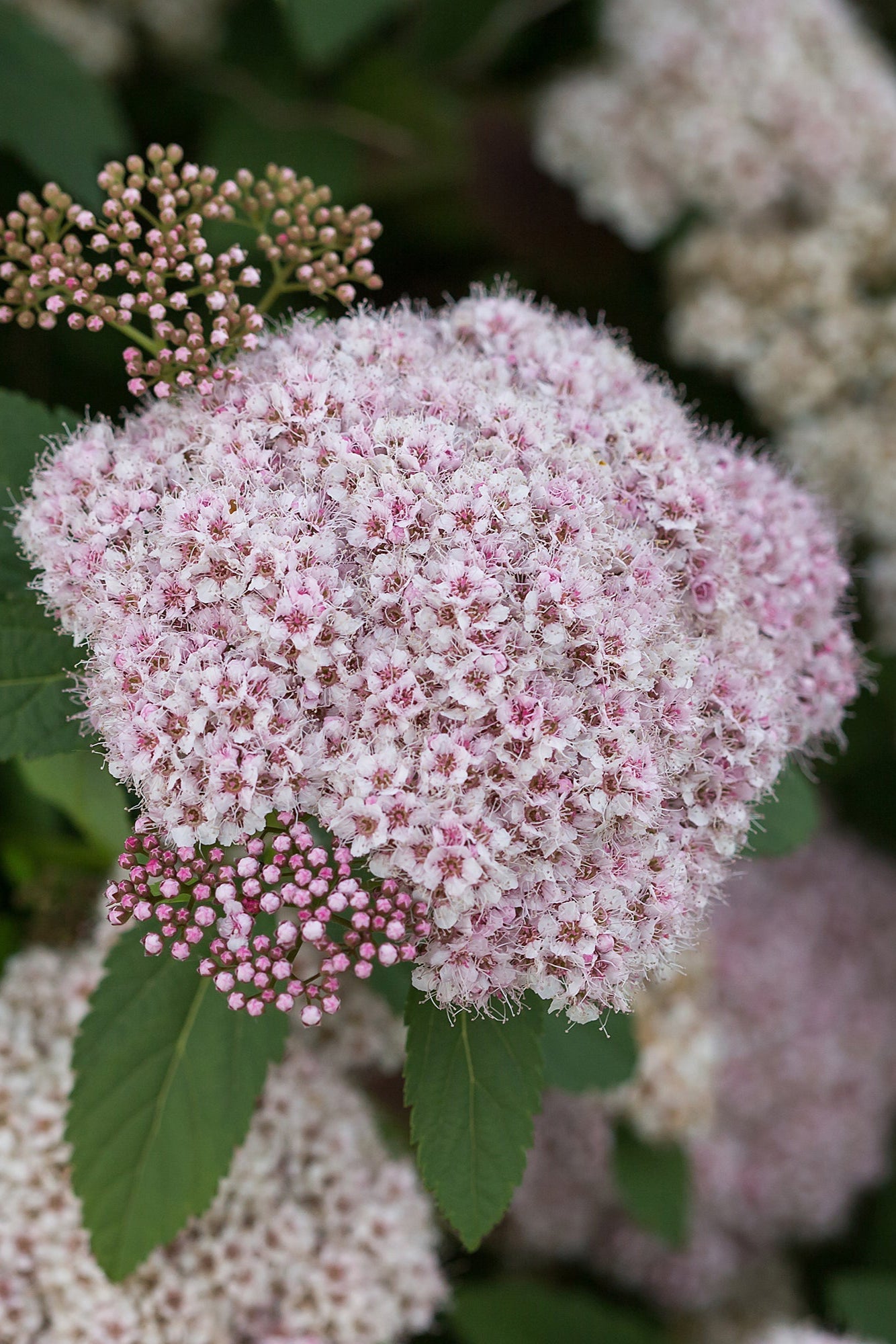 Spiraea 'Spot On' flowers up close ©Bailey Nurseries