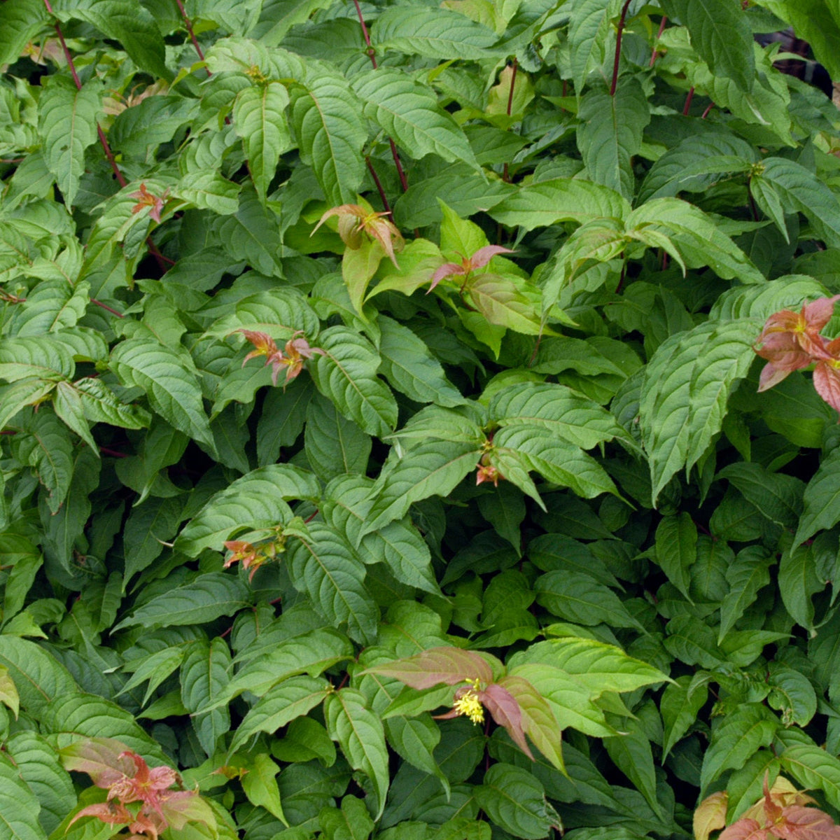 Diervilla lonicera #2