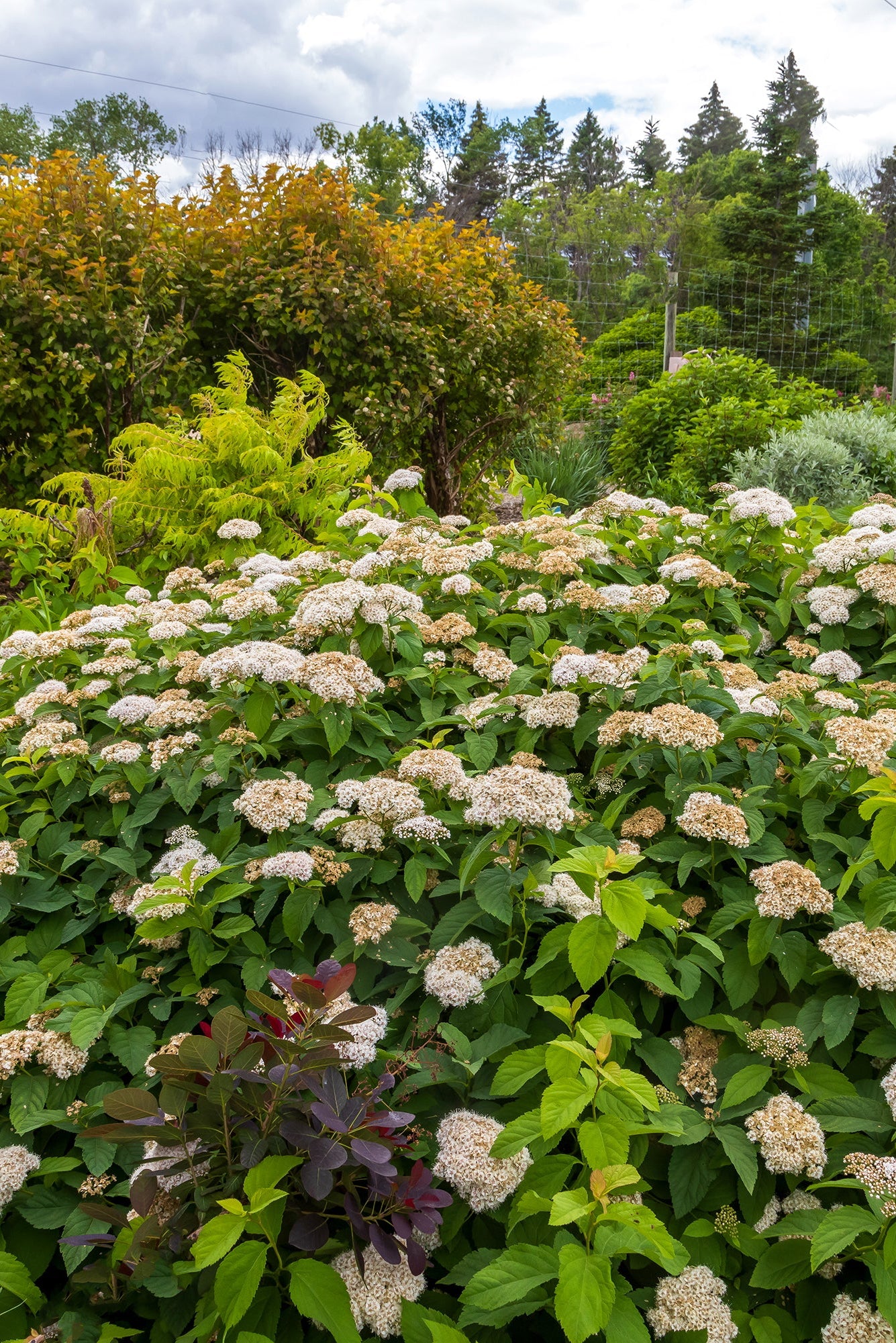 Spiraea 'Spot On' Mature shrub blooming in the landscape ©Bailey Nurseries