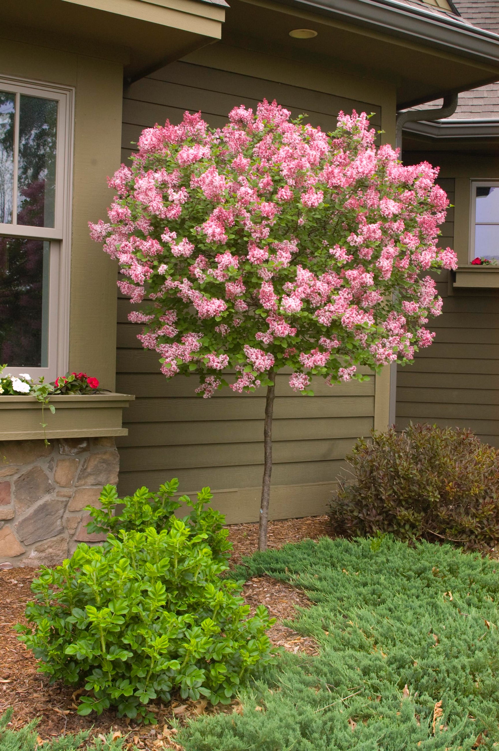 Syringa m. 'Tinkerbelle'  #10 Standard tree in a garden landscape in bloom ©Bailey Nurseries
