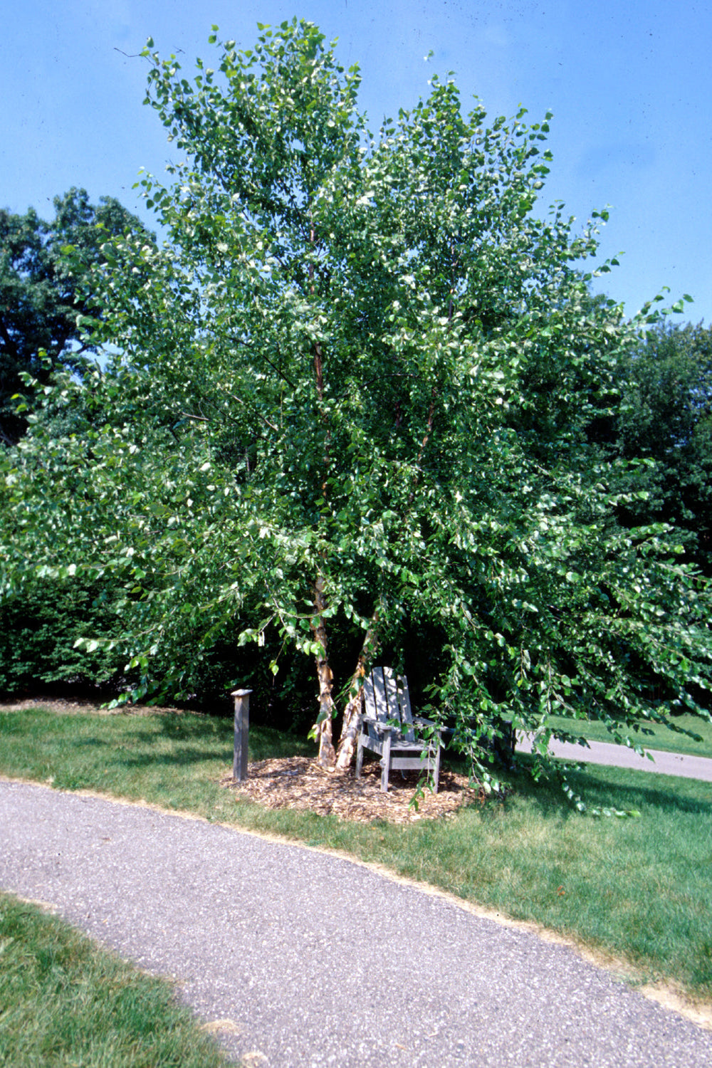 Betula River Birch at maturity in the landscape ©Bailey Nurseries