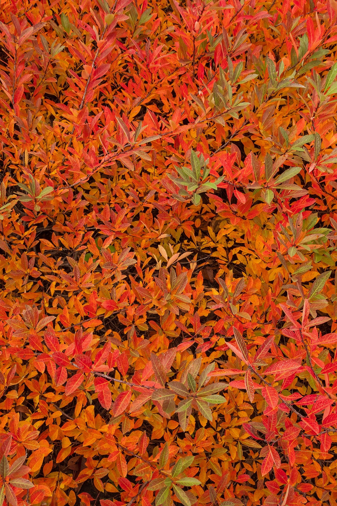 Prunus 'Jade Parade' at a mature size, planted in the landscape and showing off its red colored leaves ©Bailey Nurseries