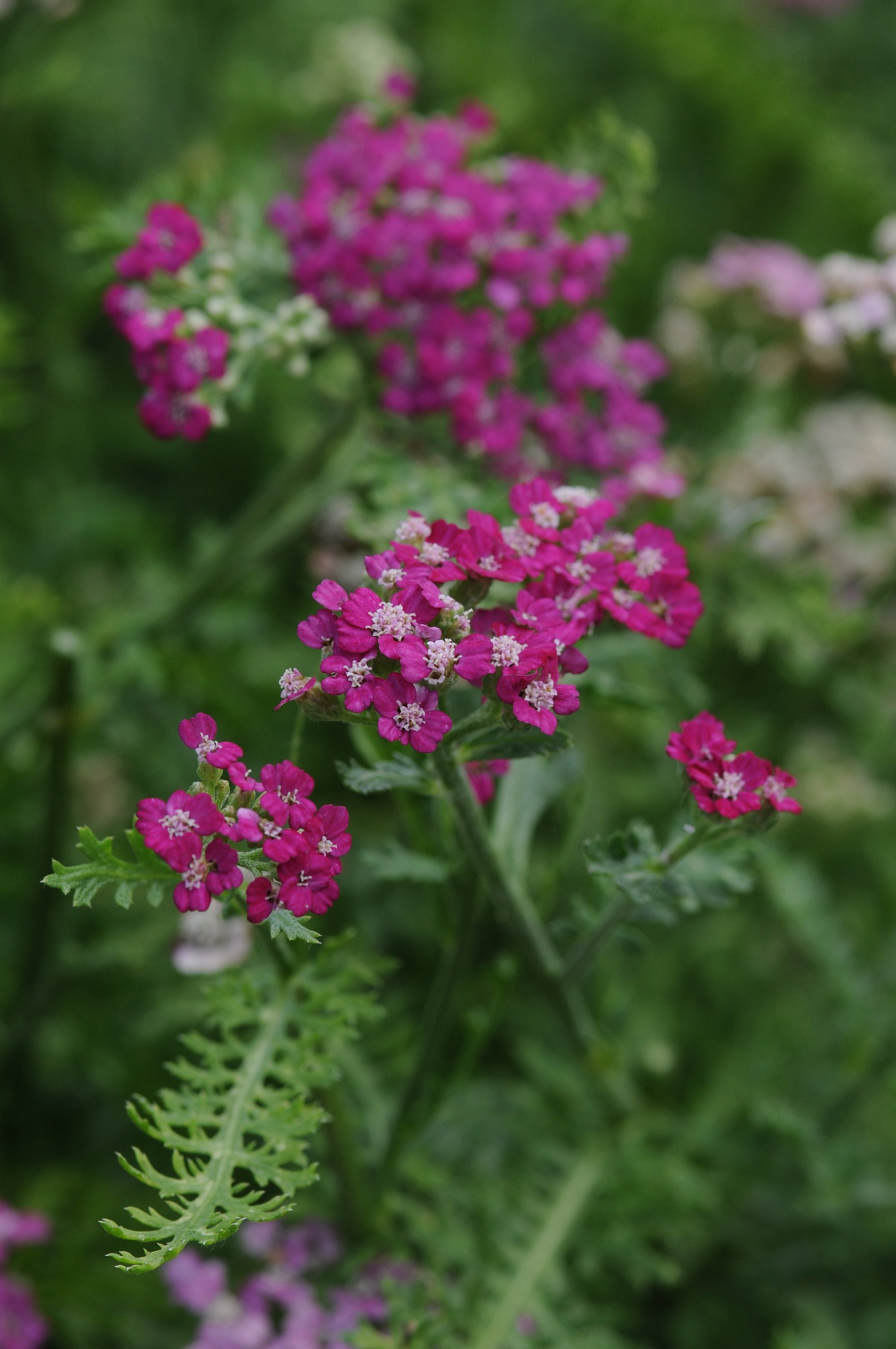 Blooming Achillea 'New Vintage Violet' yarrow ©Ball Seed