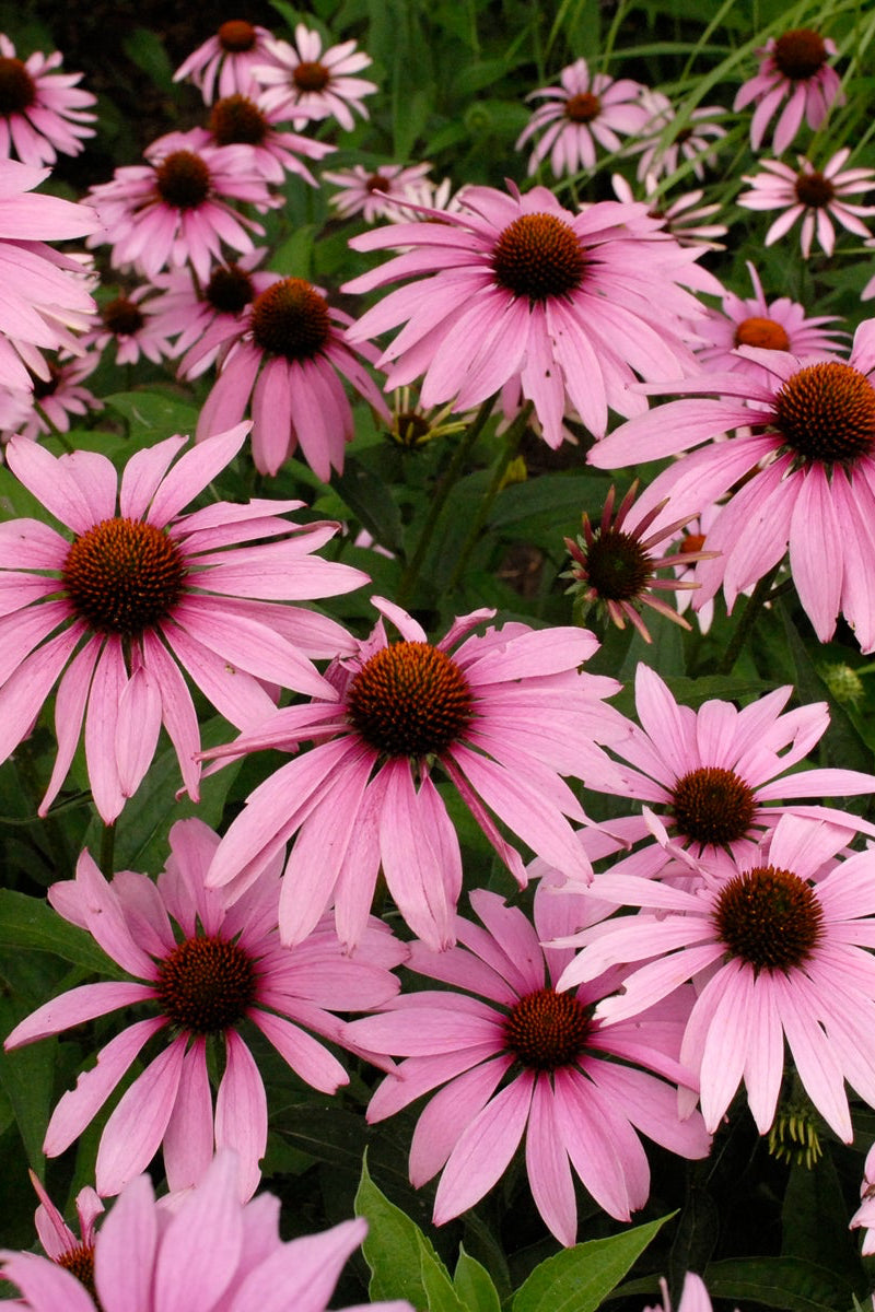 Echinacea 'Magnus' planted in mass and in bloom with the purple coneflowers a plenty ©Ball Seed