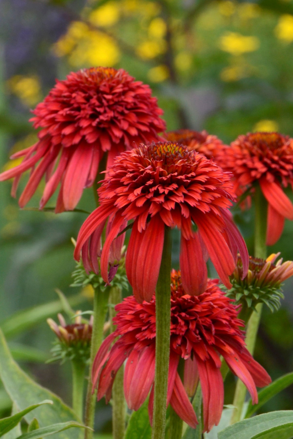 Echinacea 'Hot Papaya' in bloom and up close with its red multiple layers of petals ©Ball Seed