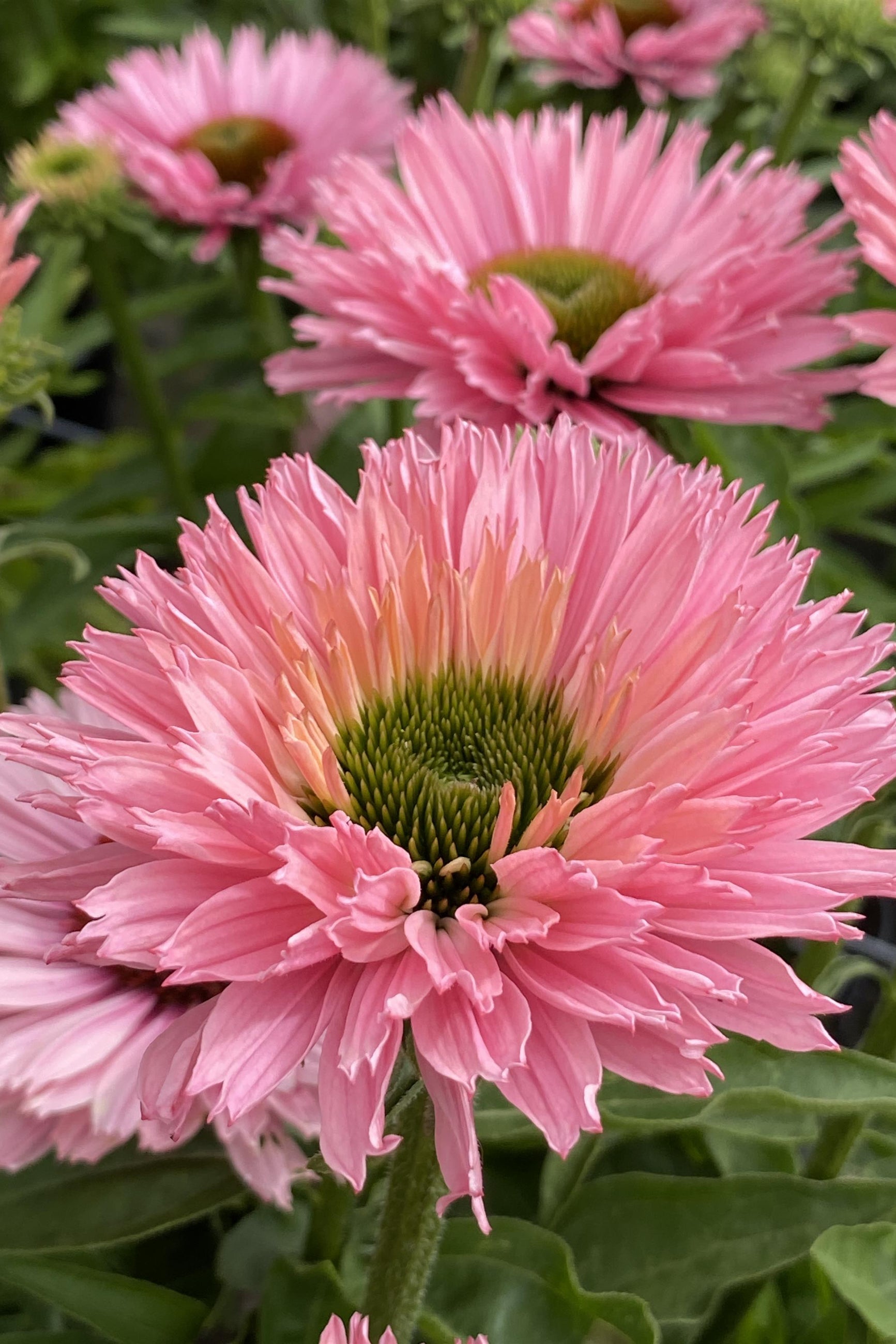 Echinacea 'Sunseeker Salmon' in full bloom with its ruffled pink petals ©Ball Seed