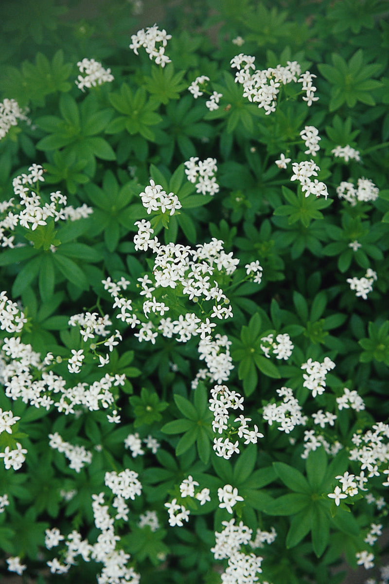 Galium oderatum ground cover in bloom with white flowers above its green leaves ©Ball Seed