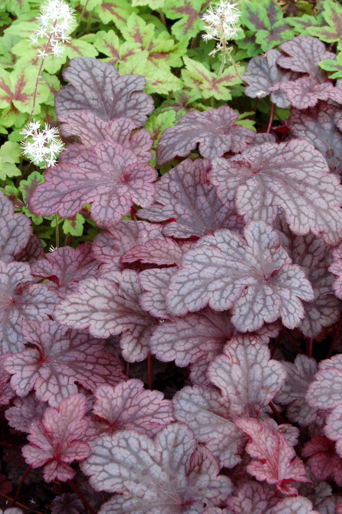 Heuchera 'Plum Pudding' up close showing its silver cast burgundy leaves ©Ball Seed