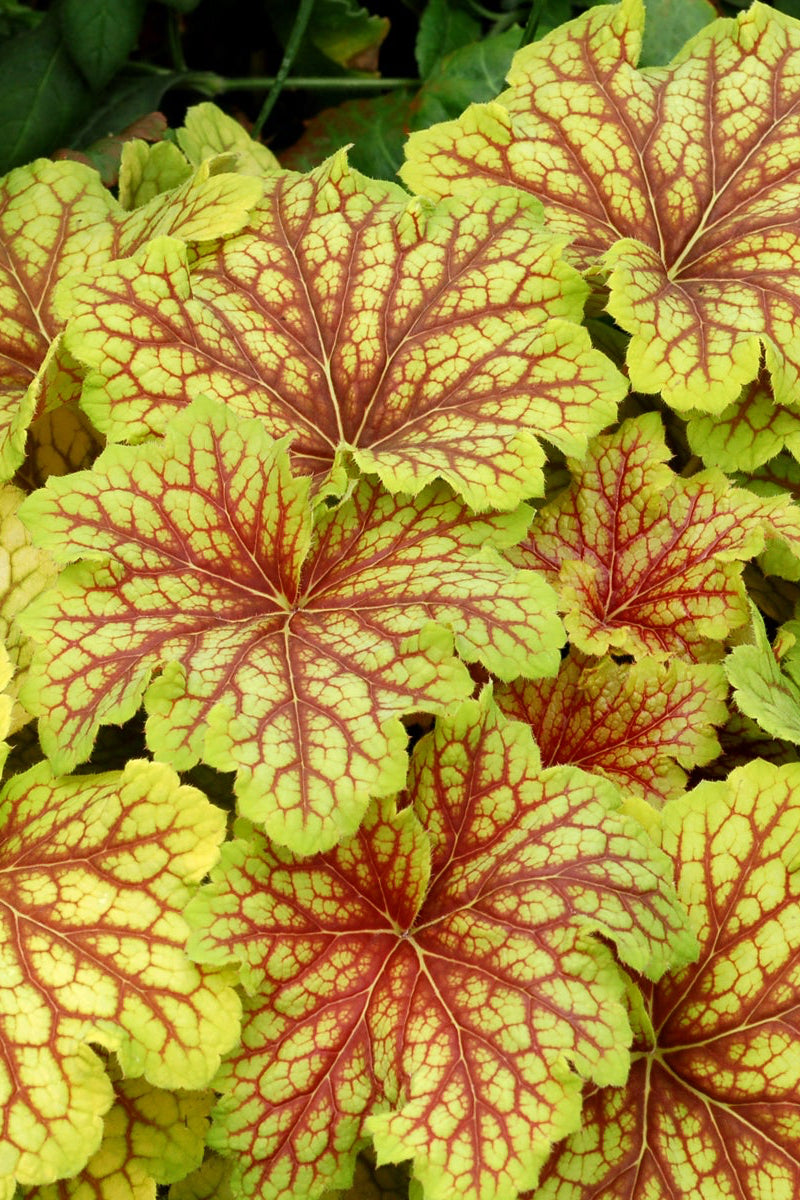 Heuchera 'Red Lightning' up close with yellow green leaves with burgundy veining ©Ball Seed
