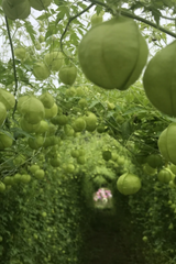 Balloon Vine plant image by Hudson Valley Seed Company