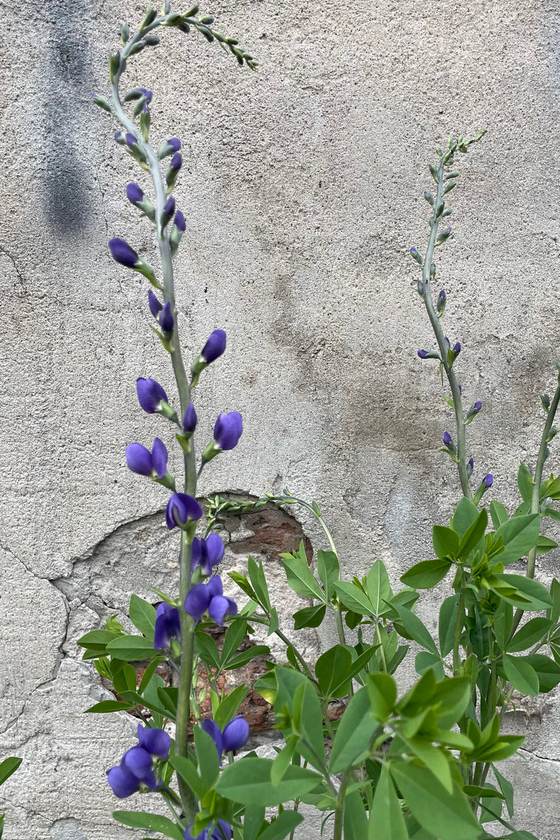 The purple blue flowers and buds of Baptisia australis middle of May above its green foliage in front of a concrete wall. 