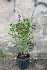 Baptisa australis in a #3 growers pot in bud and blooms the middle of May with its purple blue flowers rising above its gentile green foliage.