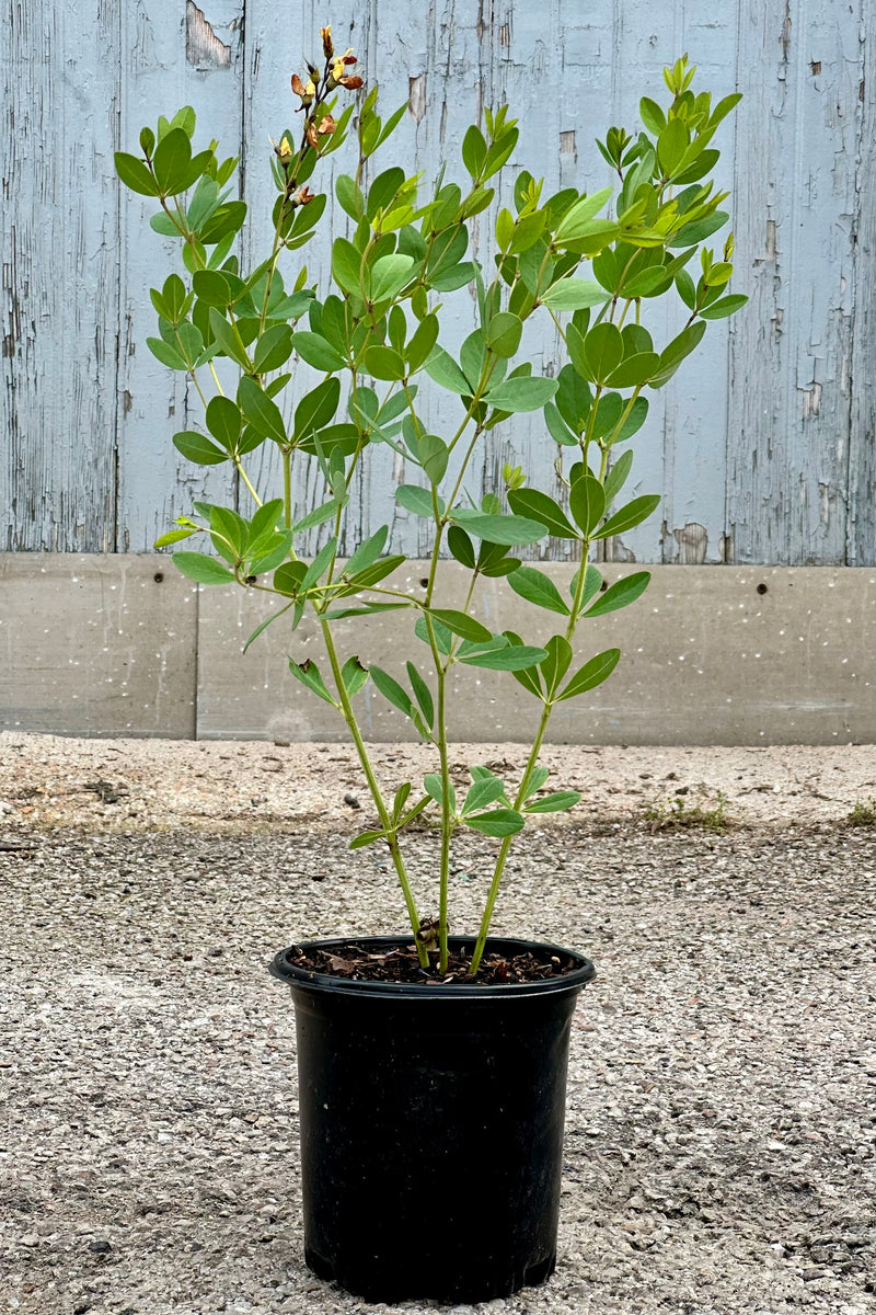 Baptisia 'American Goldfinch' in a #1 growers pot the beginning of June with some flowers just starting to fade.